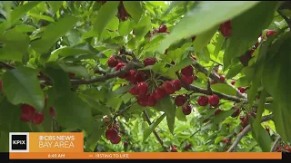 Pick your own cherries in Morgan Hill