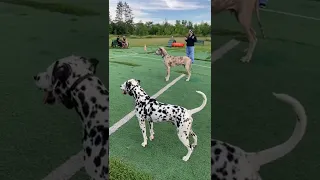 BEAUTIFUL Great Dane and Dalmatian side by side 😍