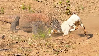 Komodo Running At Full Speed Attacking The Goat Alive