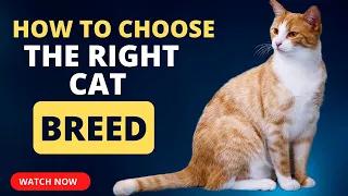 How To Choose the Right Cat Breed for Your Lifestyle.