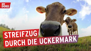 Viel Platz, wenig Leute und reichlich Kühe - Unterwegs in der Uckermark | Dokumentation & Reportage