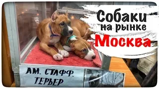 Продажа собак на птичьем рынке Садовод в Москве