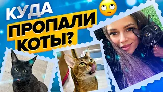 Кормим с рук камышового кота 🙀 Вульф дал себя погладить? Куда переехали Вульф, Марта и Сколл😸