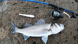 ONE FISHERMEN A ROD AND CATCHING  SEA BASS!! #fishing #bass #sealife