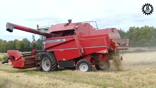 Massey Ferguson 23 (Sampo)  combine harvester in work