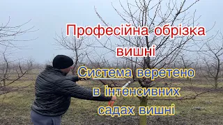 Професійна обрізка вишні. Система веретено в інтенсивних садах вишні.