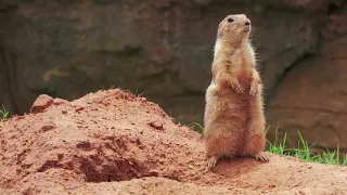 Prairie dogs at OKC Zoo (4K) - Panasonic 100-400mm lens on GH5 II (GH5M2) camera