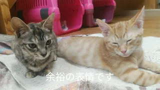 2021/08/21の仔猫達