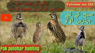 Rain Quail Calling ||  Volume147 // Chinga Batair Ki Awaz // ایسی آواز جو بٹیر سن کر دوڑتا چلا اے