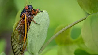 Cicada swarm: Watch brood X cicadas emerge after 17 years underground