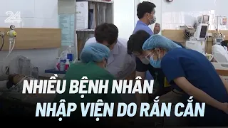 Nhiều bệnh nhân nhập viện do rắn cắn | VTV24