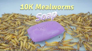 10 000 Mealworms Vs. Soap, Cucumber, Corn, Lettuce