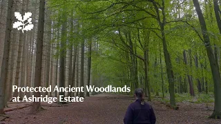 Restoring ancient woodland at Ashridge Estate