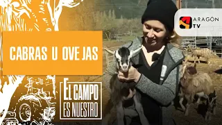 Cabras u ovejas, ¿qué animal es más complicado?