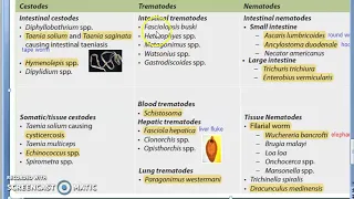 Parasitology 001 c Parasites Classification Helminth Cestodes Trematodes Nematodes