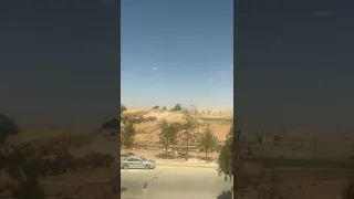 Real Flying Dragon Caught on Camera in Jordan