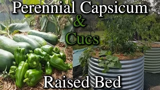 Pruning Perennial Capsicum in Raised Garden Bed After Wind Damage