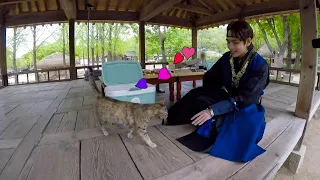 민속촌 고양이는 뷔를 알아보나 봐.../ Taehyung playing with a cute cat ~