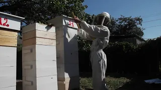Улей Варре. Hive Warre - Обзор улья с пчелами