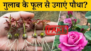 गुलाब के फूल से उगाएं पौधा? Method Of Growing Red Roses From Buds | Fake Rose Propagation Videos