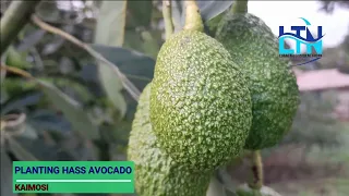 Introducing the Green Gold. #HassAvocadoInWesternKenya. Standardized Practices in Avocado Farming