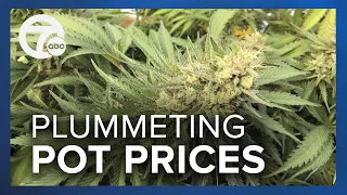 Why are marijuana prices plummeting?