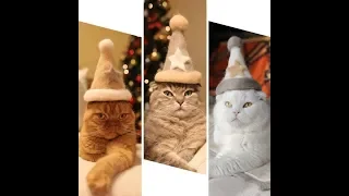 Funny and cute cats in hats made from their wool