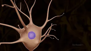 Structure of neurons |class 11 neet neural control and coordination| 3D animation #neet2023