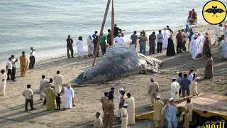 Mysterious Corpses of Sea Monsters Washed Ashore.