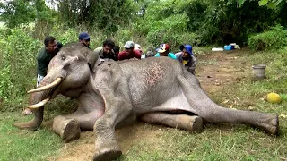 The leg wounded, young tusker elephant | Best wild Animal Treatment | Tusker | タスカー象 | Animaux