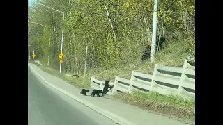 Black Bear Cubs Struggle to Get Up the Hill || ViralHog