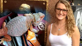 Woman and Her Pet Bearded Dragon Disappear During Road Trip