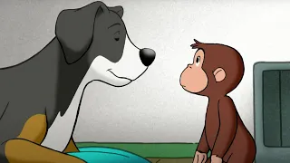 Georges le Petit Singe 🐵 George au concours canin 🐵Saison 1  🐵 Dessins Animés