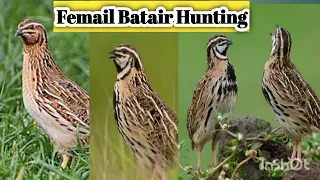 female Quail sound 2024 | Awaz Batair 2024 | Quail Batair ki Awaz 2024