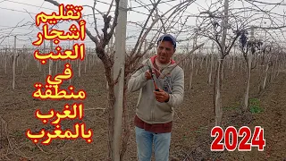 تقليم أشجار العنب في منطقة الغرب بالمغرب Pruning grape trees in Morocco 2024 🍇