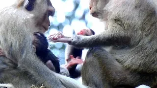 Cesca disturb orphan Calvin having milk, Poor baby Calvin just has a chance, why mamma do like that