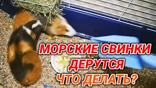 Почему морские свинки дерутся - что делать?