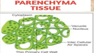 Parenchyma Tissue|Class-9Th|Ch-Tissues