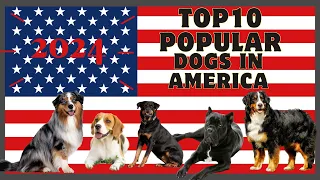 Top 10 Most Popular Dogs in America in 2024