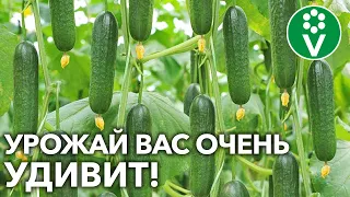 ПОДКОРМИТЕ ОГУРЦЫ ТАК ПРЯМО СЕЙЧАС! Всё о подкормках огурцов во время плодоношения!