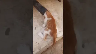 Poor Baby Kitten Stuck In Pipe || Waiting For Someone To Save It