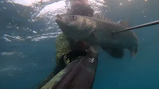 shallow water Λαυράκι Τρόπαιο 🏆 Κύπρος. 2022..spearfishing Cyprus Seabass XL