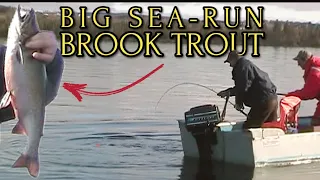 HUGE Sea-Run Brook Trout!! (Trout Fishing, Deer Lake, NL)