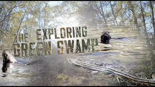 Exploring in The Green Swamp Wilderness Preserve