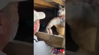 Большой и сильный кенгуру 🦘