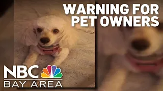 Bay Area woman warns public of scam targeting families looking for missing pets