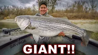 46 lb Striper Eats a Swimbait!!