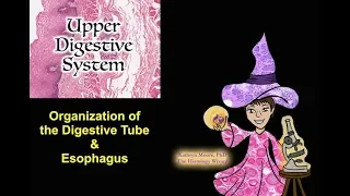 Upper Digestive System: Digestive Tube and Esophagus