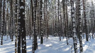 Winter landscapes and beautiful music.Winter fairy tale. Seasons of the year. Winter forest .