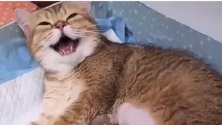 Happy mommy cat. So lovely and funny cat videos